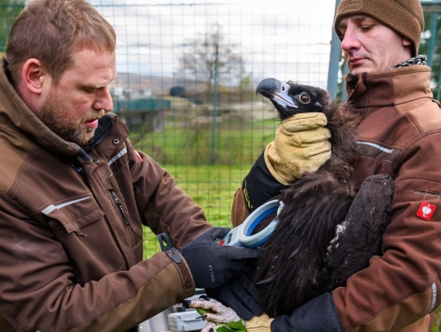 Zoo vrací supy do volné přírody, do Bulharska zamířila mláďata supa hnědého a bělohlavého